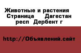  Животные и растения - Страница 3 . Дагестан респ.,Дербент г.